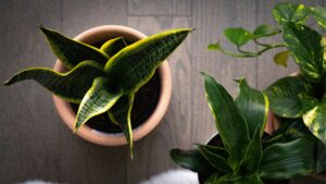 abhinavbhardwajVB36aYWsIUQunsplash | 利嘉閣地產有限公司 Top down view of a snake plant with variegated green leaves and yellow edges in a terracotta pot on a wooden table surface