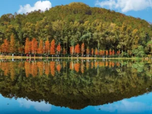 laushuiheungreservoir01 | 利嘉閣地產有限公司 Autumn trees with orange leaves along a calm lake reflected in the water