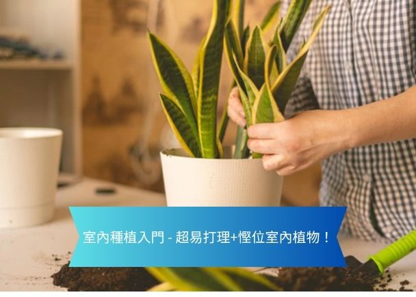 植物 | 利嘉閣地產有限公司 示範室內園藝手正在把虎尾蘭移入白色花盆旁有鬆土適合室內種植入門